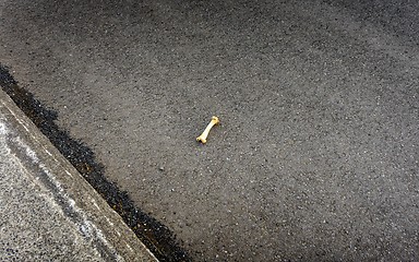 Image showing Bone on pavement