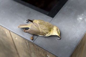 Image showing Close-up of a deceased yellow bird