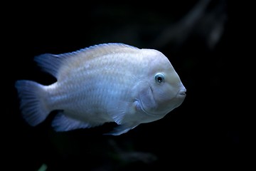 Image showing Colorful tropical fish