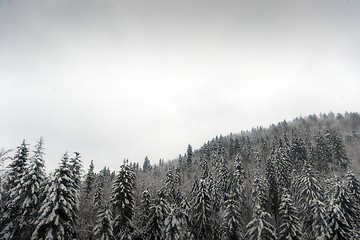 Image showing Snowy fir trees