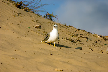 Image showing Seagull on the beach