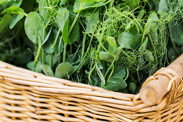 Image showing close up of pea or bean seedling in wicker basket