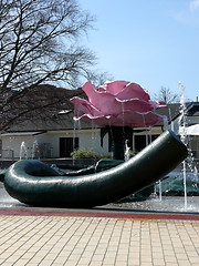 Image showing Giant Rose