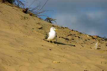 Image showing Seagull on the beach