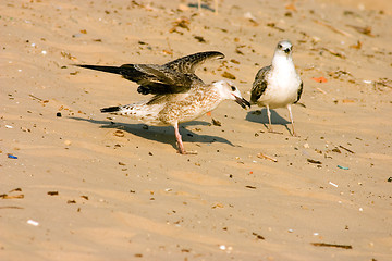 Image showing Seagull on the beach