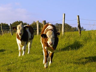 Image showing calves