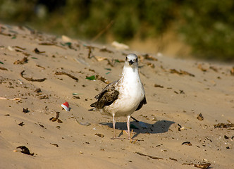 Image showing Seagull on the beach