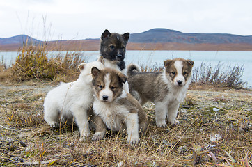 Image showing Husky puppies Greenland hill.