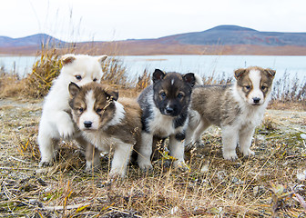 Image showing Husky puppies Greenland hill.