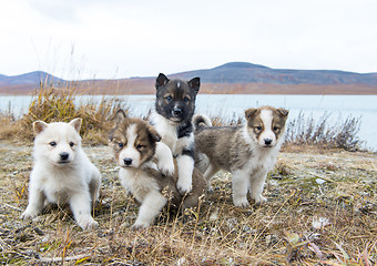 Image showing Husky puppies Greenland hill.