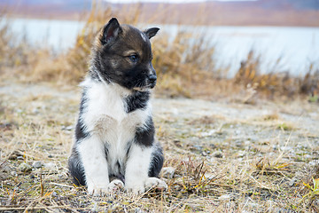 Image showing Husky puppies Greenland hill.