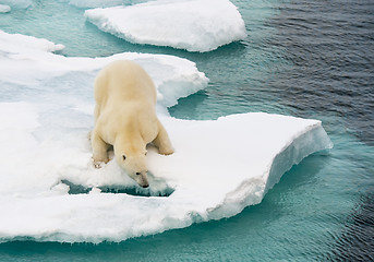 Image showing Polar bear walking on sea ice