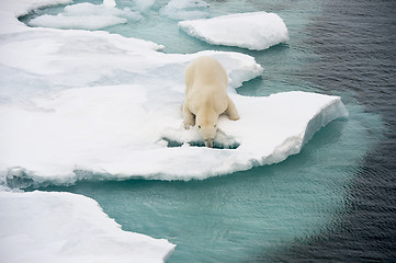 Image showing Polar bear walking on sea ice