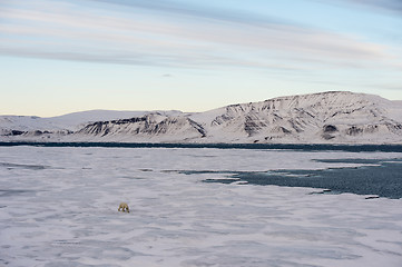 Image showing Polar bear walking on sea ice