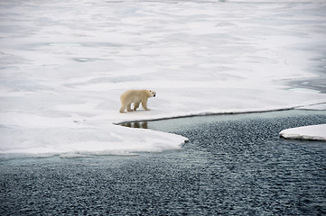 Image showing Polar bear walking on sea ice