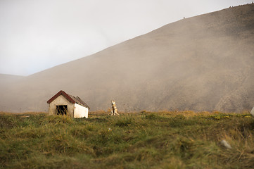 Image showing Husky puppies Greenland hill.