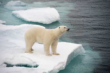 Image showing Polar bear walking on sea ice