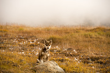 Image showing Husky puppies Greenland hill.