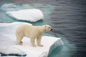 Image showing Polar bear walking on sea ice