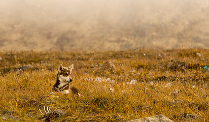 Image showing Husky puppies Greenland hill.