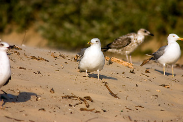 Image showing Seagull on the beach