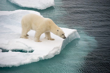 Image showing Polar bear walking on sea ice