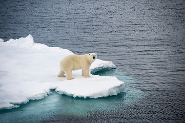 Image showing Polar bear walking on sea ice