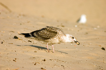 Image showing Seagull on the beach