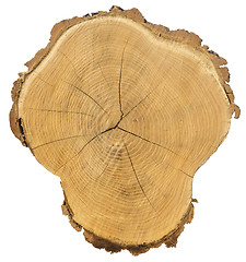Image showing Cross section of tree trunk Isolated with Clipping Path on white