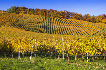 Image showing Beautiful vineyard Autumn Vineyards landscape with colorful leav