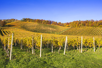 Image showing Beautiful vineyard Autumn Vineyards landscape with colorful leav