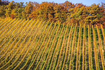 Image showing Beautiful vineyard Autumn Vineyards landscape with colorful leav