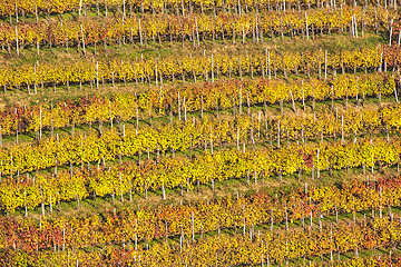 Image showing Beautiful vineyard Autumn Vineyards landscape with colorful leav