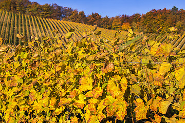 Image showing Beautiful vineyard Autumn Vineyards landscape with colorful leav