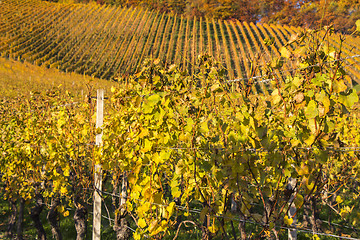 Image showing Beautiful vineyard Autumn Vineyards landscape with colorful leav