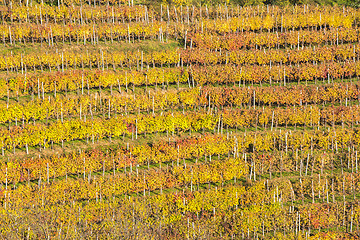 Image showing Beautiful vineyard Autumn Vineyards landscape with colorful leav