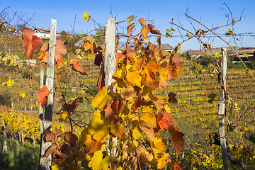 Image showing Beautiful vineyard Autumn Vineyards landscape with colorful leav