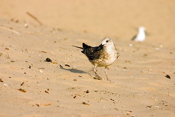 Image showing Seagull on the beach