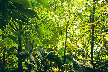 Image showing Tropical vegetation with green plants and trees