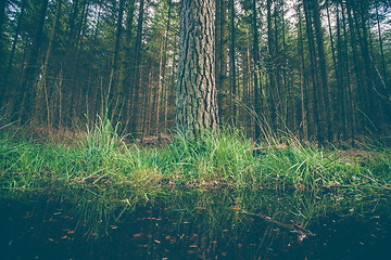 Image showing Large tree by a puddle