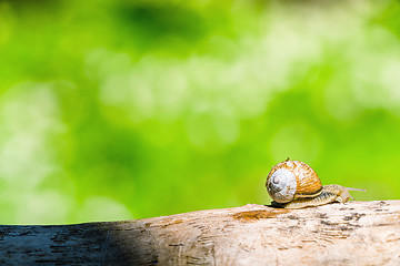 Image showing Snail on a branch in a green forest