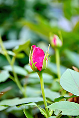 Image showing Rose the bud of pink