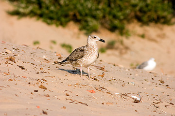 Image showing Seagull on the beach