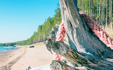 Image showing Driftwood and Rope On a Sunny Sandy Beach