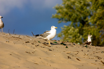 Image showing Seagull on the beach