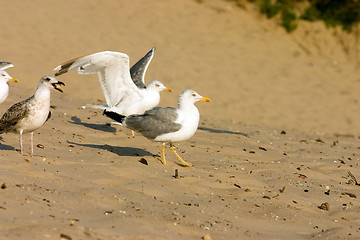 Image showing Seagull on the beach