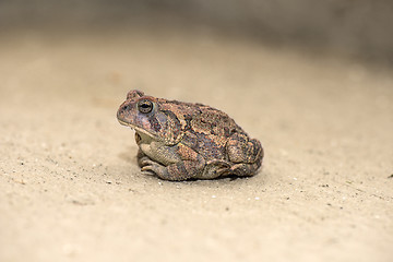 Image showing Toad