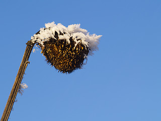 Image showing Frost