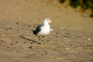 Image showing Seagull on the beach