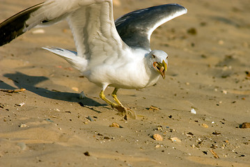 Image showing Seagull on the beach